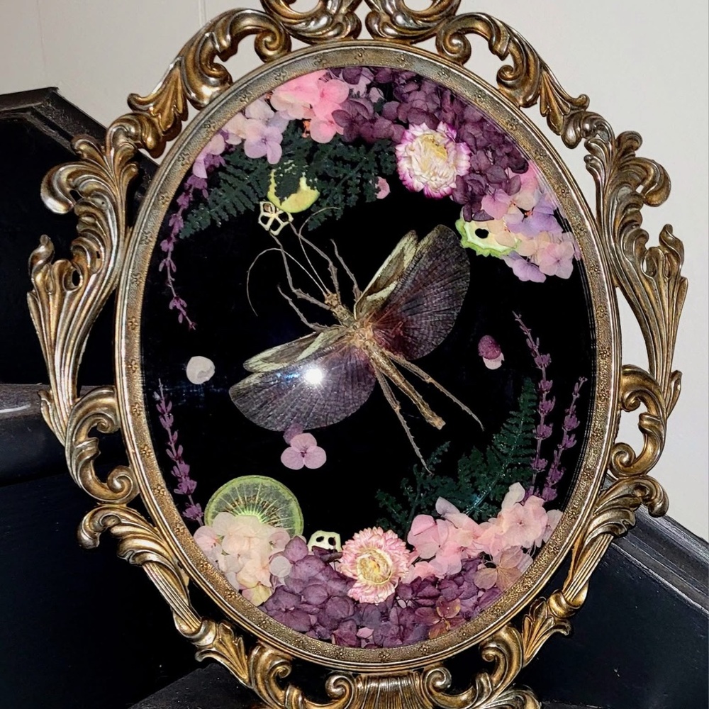 Large antique frame with real walking stick insect - Picture 2 of 3